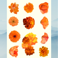 flower 3