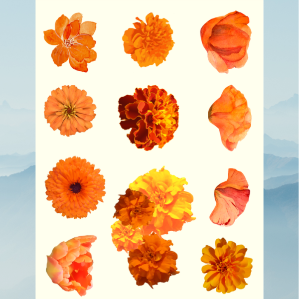 flower 3