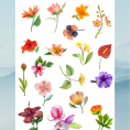 flower51