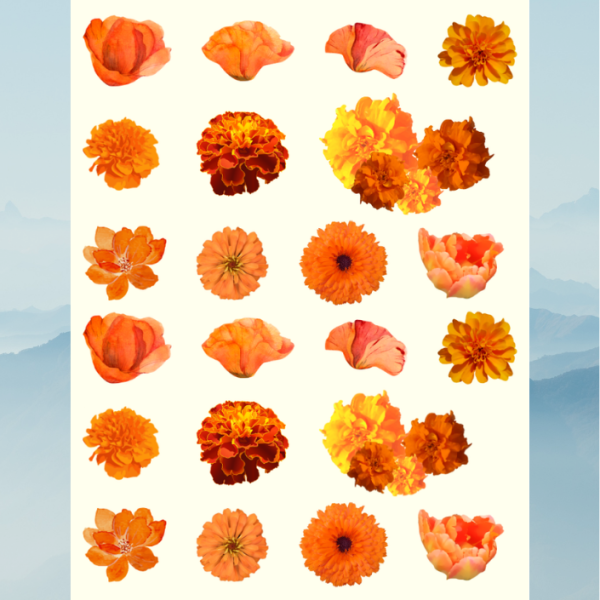 flower 4