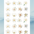 flower53